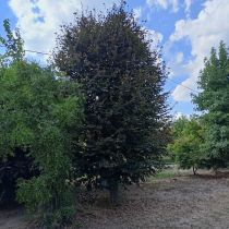 img20220815165514